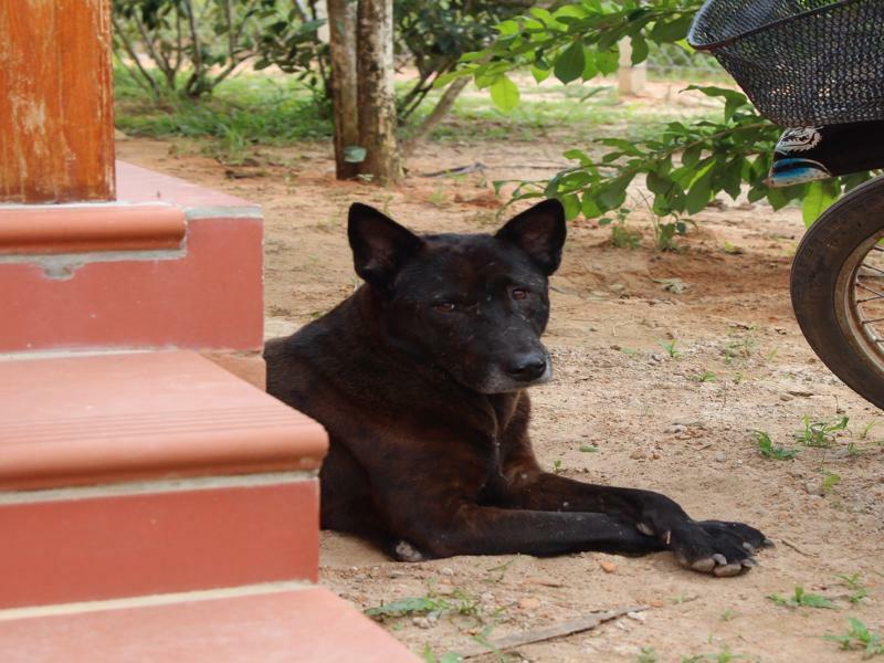Spring Garden Homestay Phu Quoc Buitenkant foto